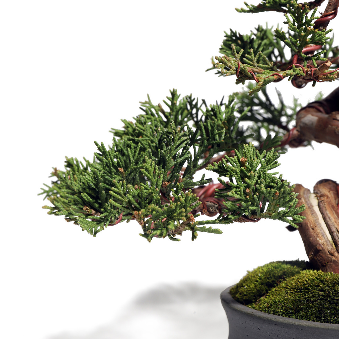 真柏 -Japanese Juniper- （推定樹齢30年）-M0005-｜TRADMAN'S BONSAI